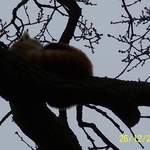 Red Panda