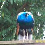 100_0079.JPG