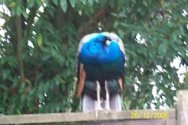 100_0079.JPG
