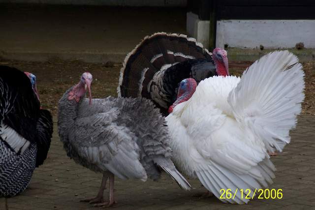 Luckiest Turkeys Alive