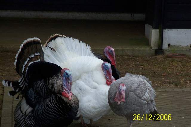 Luckiest Turkeys Alive