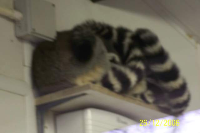 Lemurs