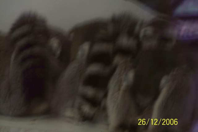 Lemurs