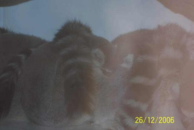 Lemurs
