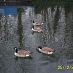 100_0020.JPG