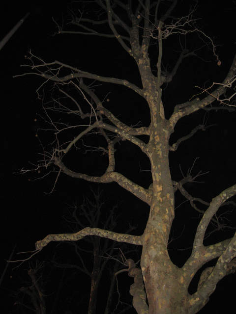 Tree along Southbank