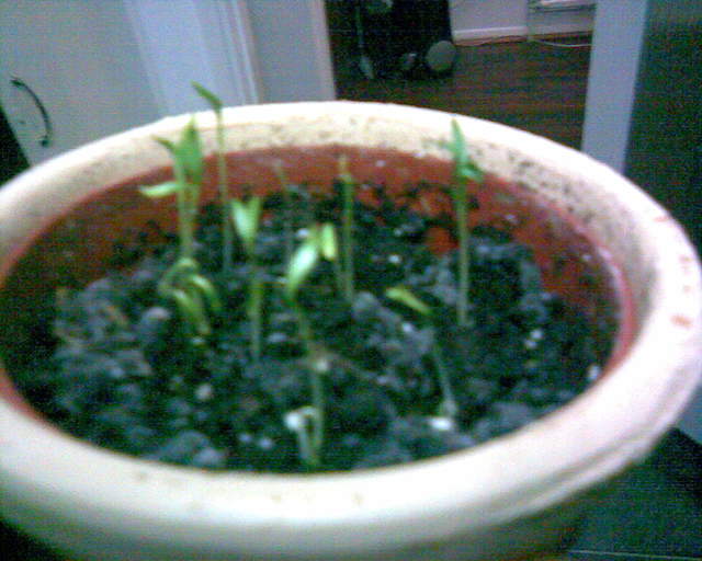 Coriander, growing away nicely