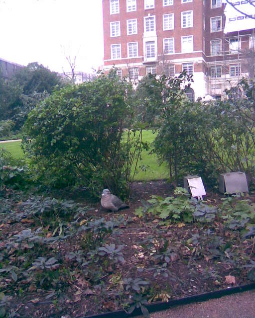 A really, really fat pigeon