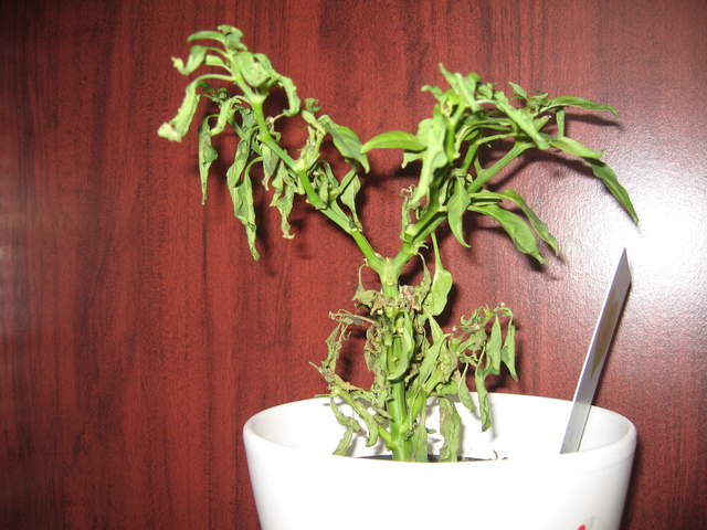The little plant that shouldn't...