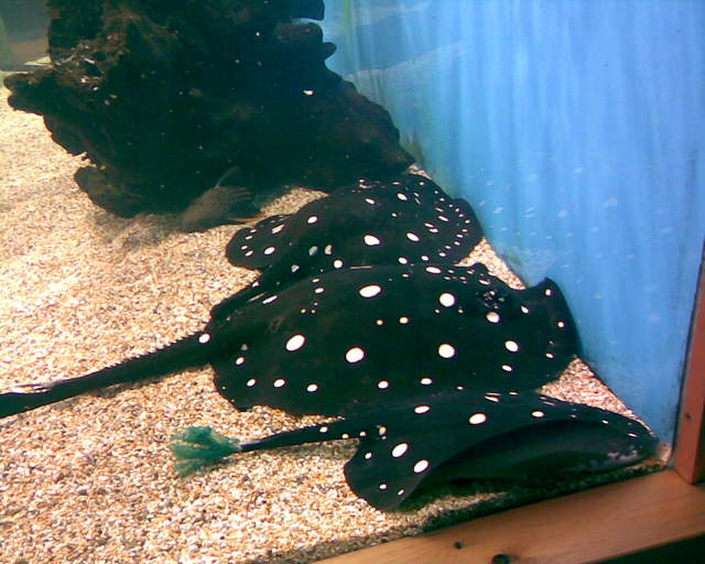 The Stingray from Maidenhead Aquatics I didn't buy...