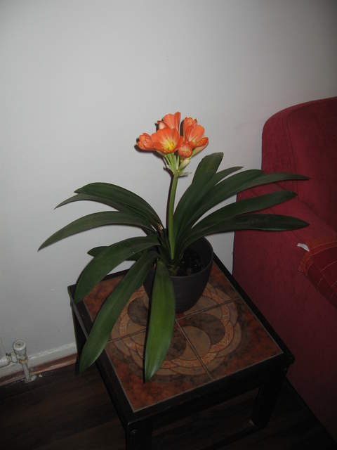 Clivia Minata