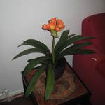 Clivia Minata