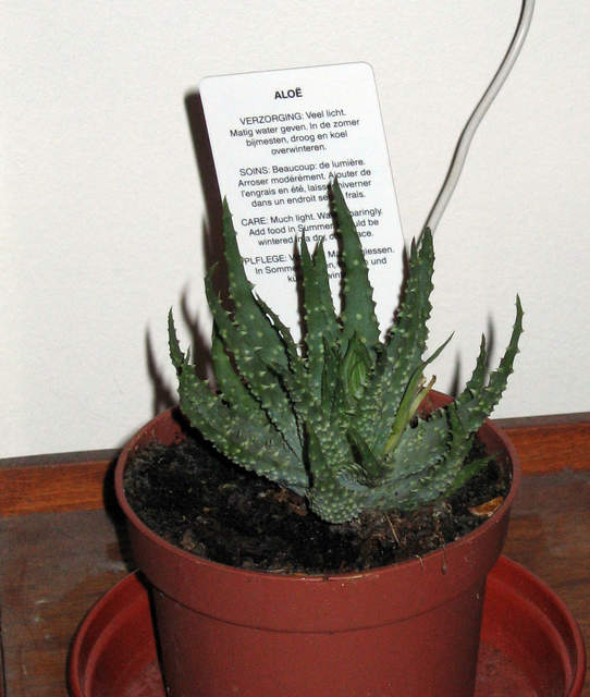 Aloe