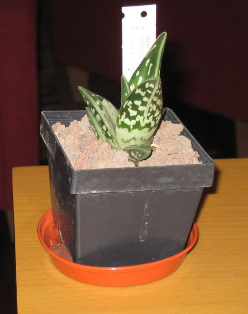 Aloe variegata