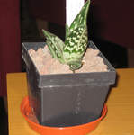 Aloe variegata