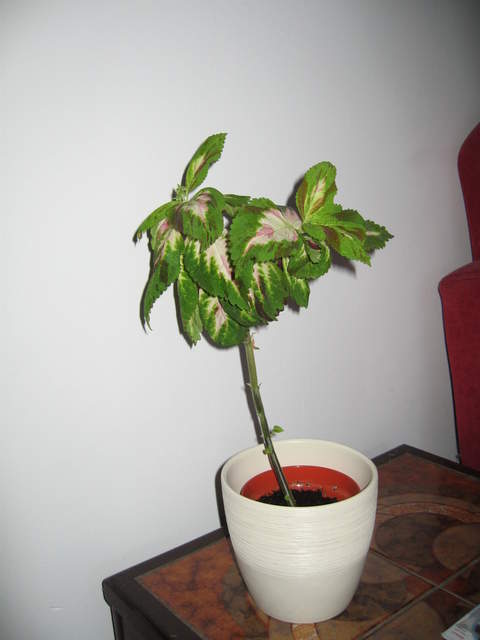 Coleus