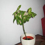 Coleus