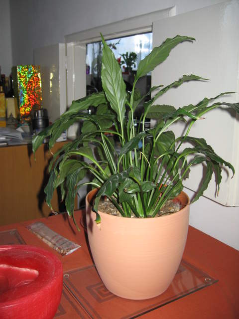 Peace Lily
