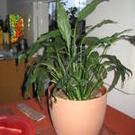Peace Lily
