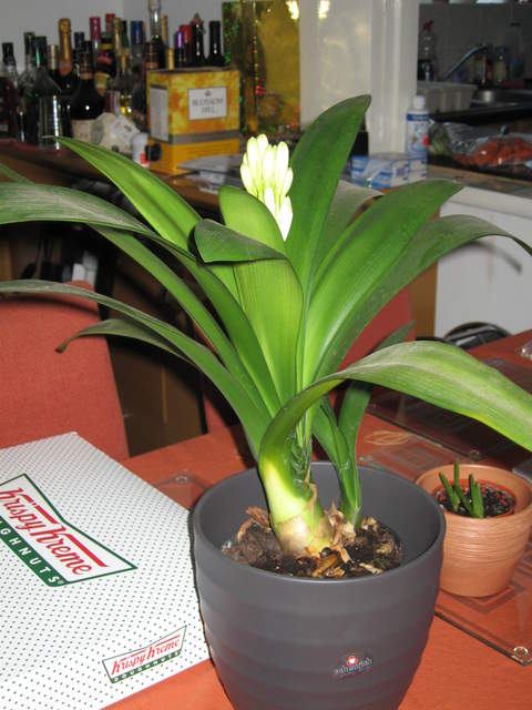 Clivia Minata
