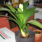Clivia Minata
