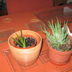 Aloe vera, Aloe