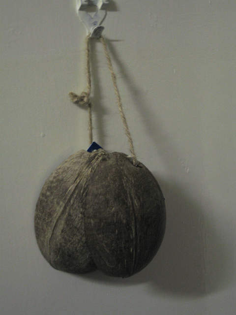 Coconuts
