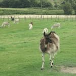 llamafarm_047.avi.FLV
