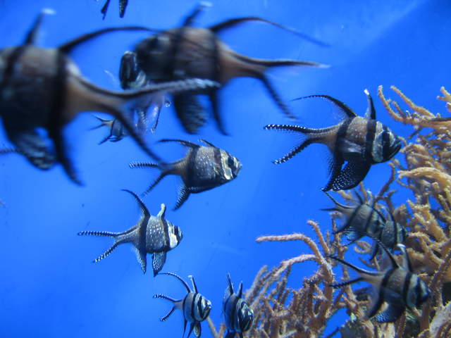 Fish