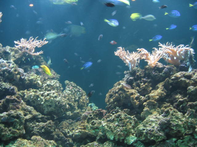 Tropical fish