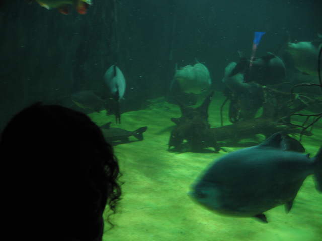 Fish