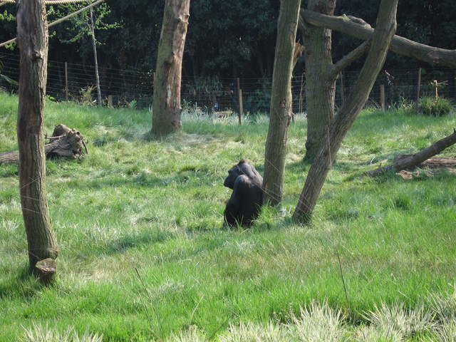 Gorilla in the Gorilla Kingdom