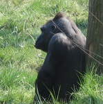Gorilla in the Gorilla Kingdom