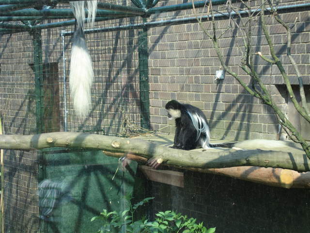 Gorilla Kingdom