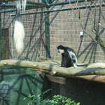 Gorilla Kingdom