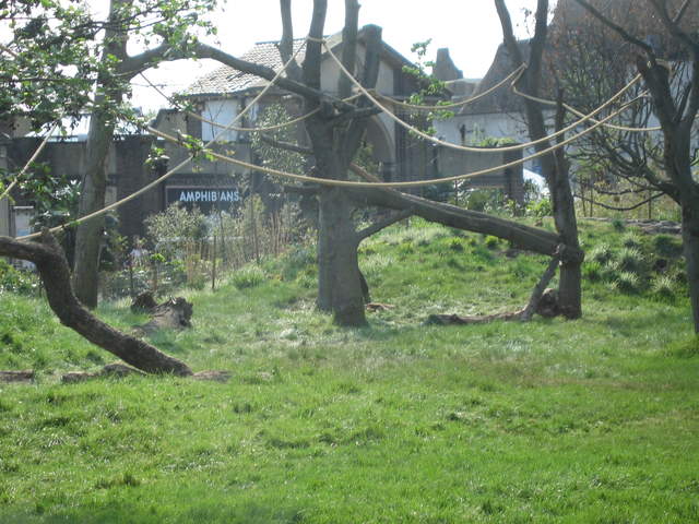 Gorilla in the Gorilla Kingdom