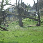 Gorilla in the Gorilla Kingdom