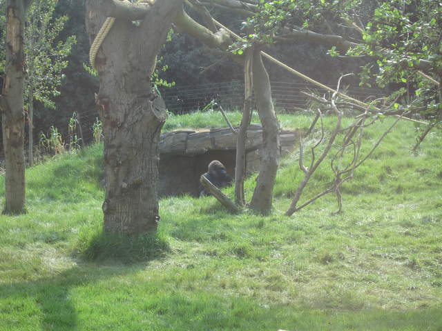 Gorilla in the Gorilla Kingdom