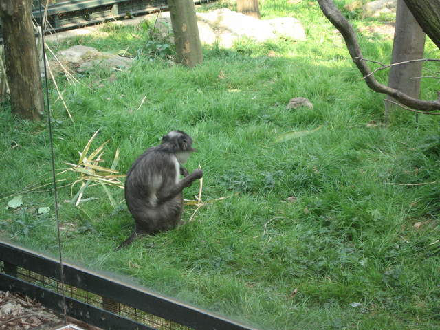 Gorilla Kingdom