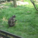 Gorilla Kingdom