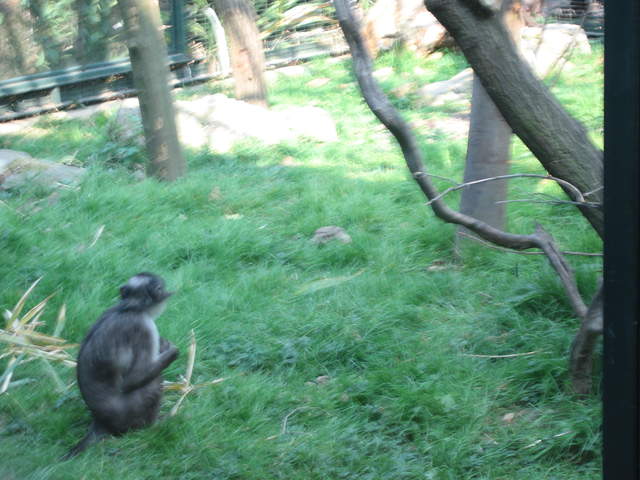 Gorilla Kingdom
