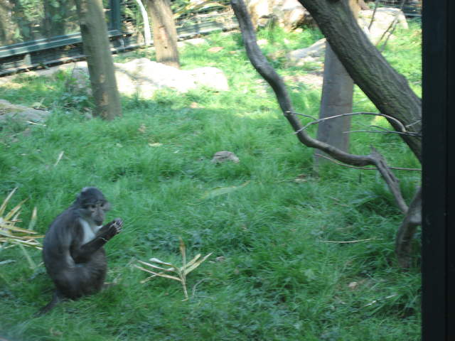 Gorilla Kingdom