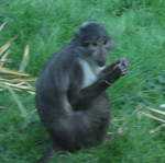 Gorilla Kingdom