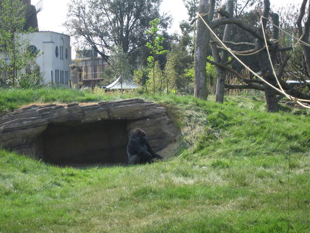 Gorilla in the Gorilla Kingdom