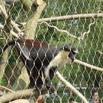 Gorilla Kingdom