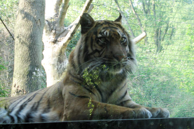 Tiger on watch