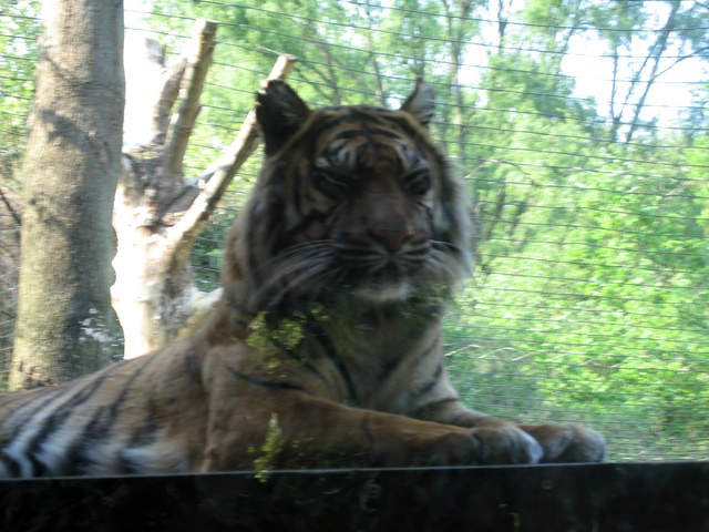 Tiger on watch
