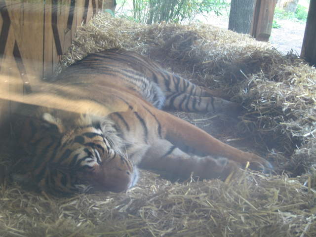 Sleeping Tiger