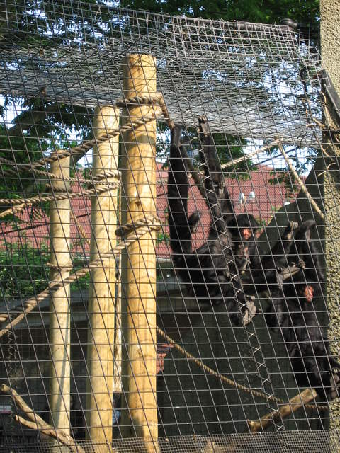 Red-faced black spider monkeys, with new baby