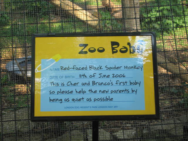 Red-faced black spider monkey zoo baby